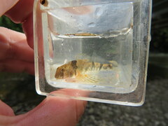 Etheostoma blennius