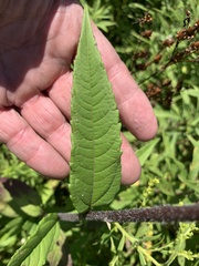 Helianthus giganteus