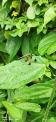Neurothemis tullia
