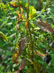 Epilobium coloratum
