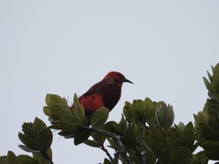 Himatione sanguinea