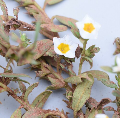 Euploca baclei