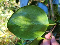 Clematis crassifolia