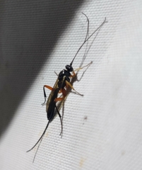 Pimpla pedalis