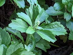 Pachysandra terminalis