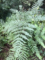 Pteridium