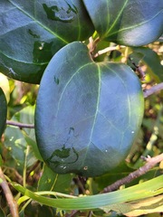 Clematis crassifolia