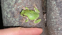 Hyla japonica
