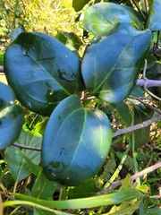 Clematis crassifolia