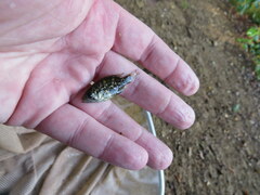 Ambloplites rupestris