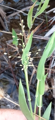 Dichanthelium scoparium