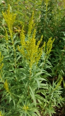 Solidago lepida