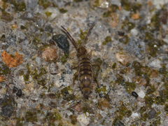 Entomobryomorpha