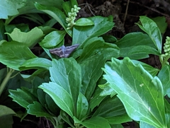 Pachysandra terminalis
