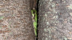 Hyla japonica