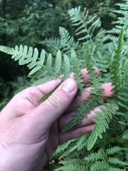 Pteridium