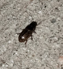 Labarrus cincticulus