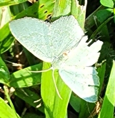 Chloropteryx tepperaria
