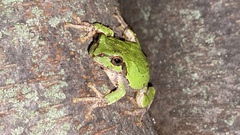 Hyla japonica