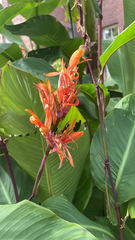 Canna indica