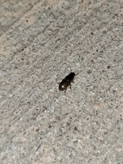 Labarrus cincticulus