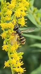 Conops quadrifasciatus