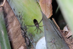 Notobitus meleagris