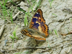 Apatura ilia
