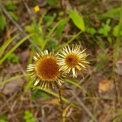 Carlina biebersteinii