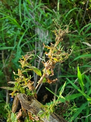 Epilobium coloratum