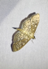 Herpetogramma