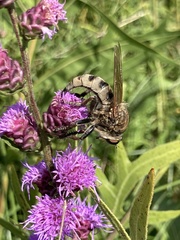 Promachus vertebratus