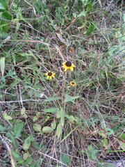 Rudbeckia tenax