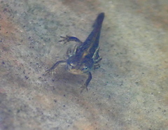 Ichthyosaura alpestris