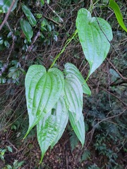 Stemona tuberosa
