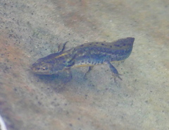 Ichthyosaura alpestris