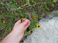 Rudbeckia tenax