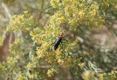 Lytta vulnerata