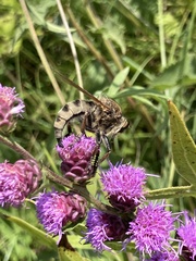 Promachus vertebratus
