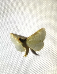 Hypsopygia