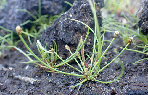 ovate spikerush (Eleocharis ovata)