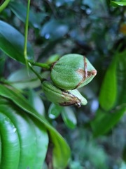 Stemona tuberosa