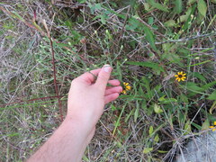 Symphyotrichum undulatum