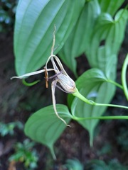 Stemona tuberosa