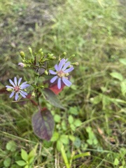 Symphyotrichum oolentangiense