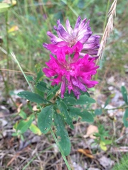 Trifolium lupinaster