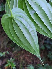 Stemona tuberosa