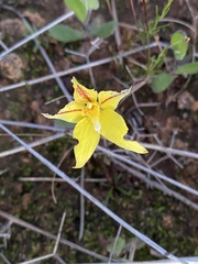 Caladenia flava