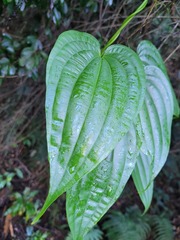 Stemona tuberosa