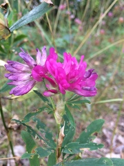 Trifolium lupinaster